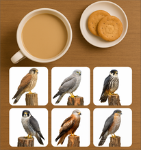 Load image into Gallery viewer, UK Birds of Prey Cork Coaster – Barn Owl / Peregrine Falcon / Red Kite (Choose Your Raptor)