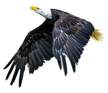 Load image into Gallery viewer, PAIR Flying Eagles Graphics Decals Stickers for Van Motorhome Camper Car Lorry Caravan 2 Sizes - Bolsover Designs