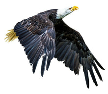 Load image into Gallery viewer, PAIR Flying Eagles Graphics Decals Stickers for Van Motorhome Camper Car Lorry Caravan 2 Sizes - Bolsover Designs