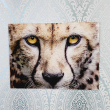 Load image into Gallery viewer, Cheetah, Photo Quality Wall Art, Glass Like but on Acrylic
