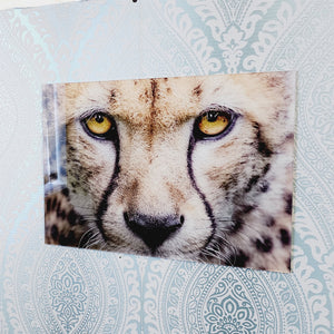 Cheetah, Photo Quality Wall Art, Glass Like but on Acrylic