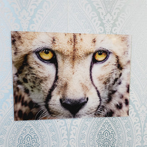 Cheetah, Photo Quality Wall Art, Glass Like but on Acrylic