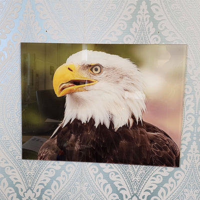 Bald Eagle Head, Photo Quality Wall Art, Glass Like but on Acrylic