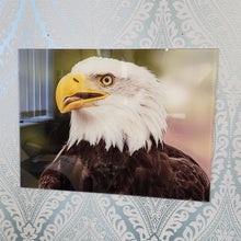 Load image into Gallery viewer, Bald Eagle Head, Photo Quality Wall Art, Glass Like but on Acrylic
