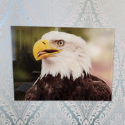 Bald Eagle Head, Photo Quality Wall Art, Glass Like but on Acrylic
