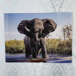 Bull Elephant Threatening, Photo Quality Wall Art, Glass Like but on Acrylic