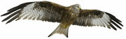 LARGE FLYING RED KITE 1 METRE LONG Decals Stickers for Van Motorhome Camper Wild bird of prey - Bolsover Designs